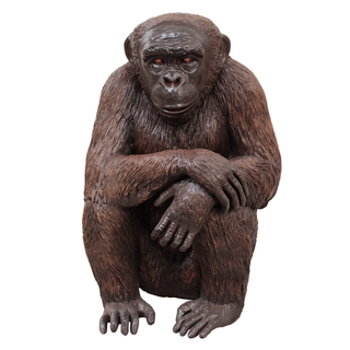 Sitting Chimpanzee