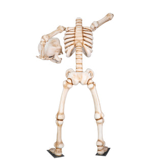 Big Headless Skeleton